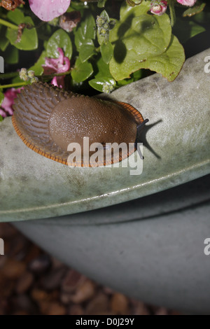 Large red slug on green plant pot in garden Arion ater Stock Photo