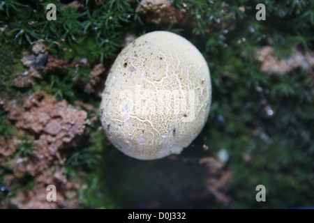 scaly earthball growing out of moss Scleroderma verrucosum Stock Photo