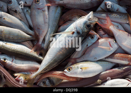 Close up of Tyrrhenian Sea mixed fish laying on a fisherman's open air stall by Anzio harbour. Natural available light. Stock Photo