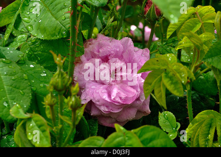 Rosa Gallica 'Sanchette' (Bred by : Vibert, France, 19 th century), in june, in garden. Stock Photo