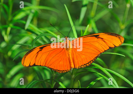 Tropical butterfly Julia Heliconian (Dryas iulia), Nymphalidae Stock Photo