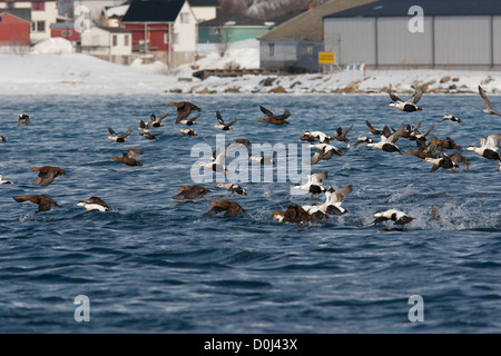 Drake King Eiders with Common Eider Somateria mollissima Varanger Finnmark Stock Photo