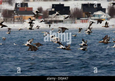 Drake King Eiders with Common Eider Somateria mollissima Varanger Finnmark Stock Photo