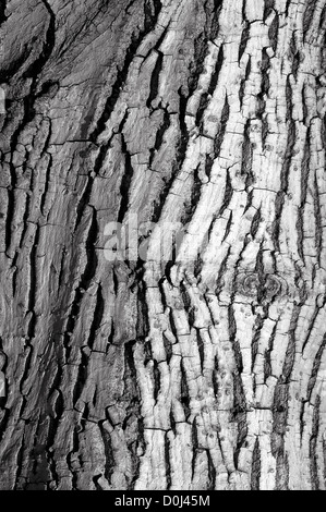 Close-up of walnut tree bark
