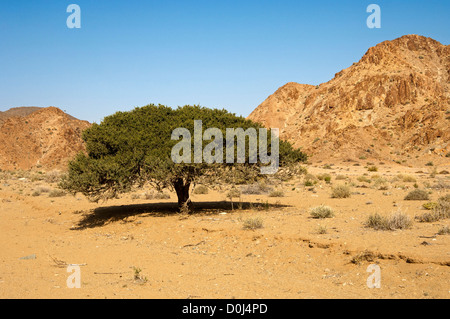 Shepherd's tree (Boscia albitrunca) growing in the mountainous desert landscape of the Richtersveld, South Africa Stock Photo