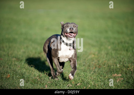 A Blue Staffordshire Bull Terrier running on the Common Stock Photo