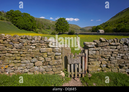 Gate leading through drystone wall to early summer buttercup meadows in Swaledale. Stock Photo