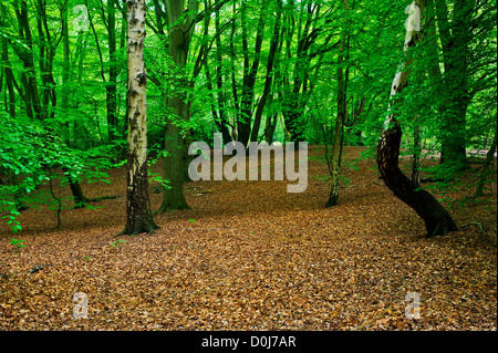 High beech in Epping Forest. Stock Photo