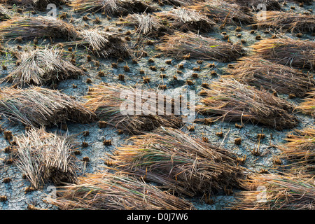 Cut rice plants waiting to be collected for thrashing in the rural indian countryside. Andhra Pradesh, India Stock Photo