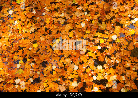 Autumn leaves in Medici Fountain, Jardin du Luxembourg, Paris France Stock Photo