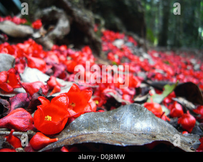 Fallen flame tree flowers on rainforest floor, Binna Burra, Lamington National Park, Queensland, Australia  Stock Photo