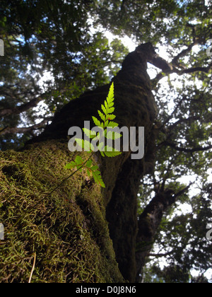 Fern growing on Antarctic beech tree (Nothofagus moorei), a gondwanan relic at the northernmost extent of its current range Stock Photo