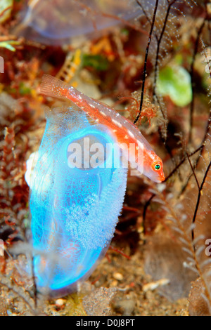 Many Host, or Ghost or Toothy Goby, Pleurosicya mossambica, guarding its eggs laid on an ascidian, or tunicate, Rhopalaea sp. Stock Photo