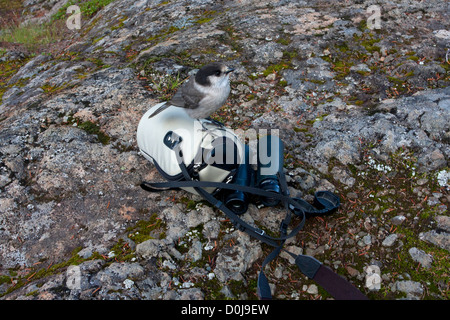 Gray Jay (Perisoreus canadensis) perched on a lens case at the Forbidden Plateau, Strathcona Park, BC, Canada in September Stock Photo