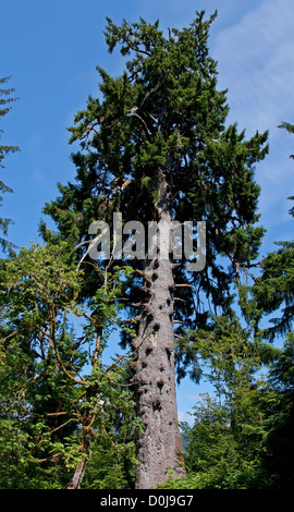 The largest Sitka Spruce (Picea sitchensis) tree in the world near Lake Quinault, Washington, USA in July Stock Photo