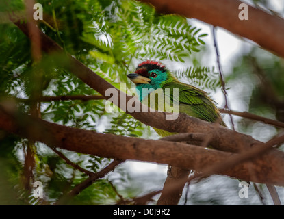 Bird, Blue-throated Barbet perched on a tree branch Stock Photo