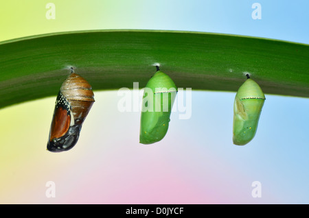 pupa of Plain Tiger Butterfly Stock Photo