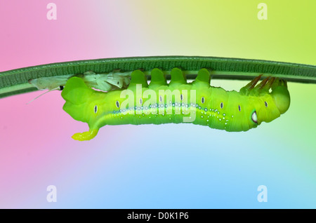 Caterpillar Oleander Hawk-moth (Daphnis nerii) after moulting Stock Photo