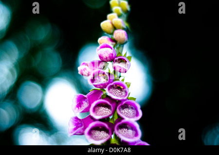 Detail of a Foxglove. Stock Photo