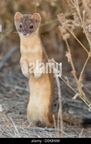 Stock photo of a long-tailed weasel standing up. Stock Photo