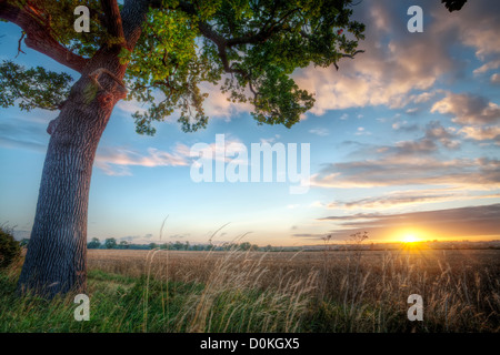 Sunrise over a rural field with a great oak tree. Stock Photo