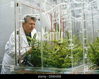 A man examines fir seedling in facility simulate natural environmental conditions in order research damage trees caused Stock Photo