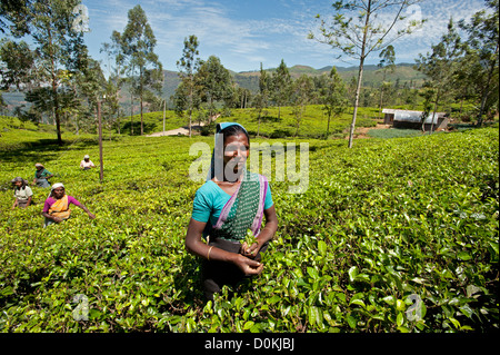 Tamil tea pickers work the hillside tea bushes in Sri Lanka's hill country of Nuwara Eliya