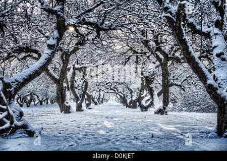 A line of snow covered trees in an orchard. Stock Photo