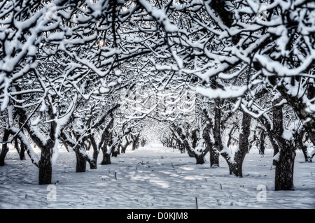 A line of snow covered trees in an orchard. Stock Photo