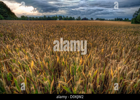 Wheat field before harvest Stock Photo - Alamy