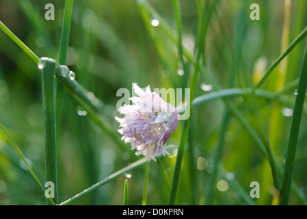 Chives flower after rain close up Stock Photo