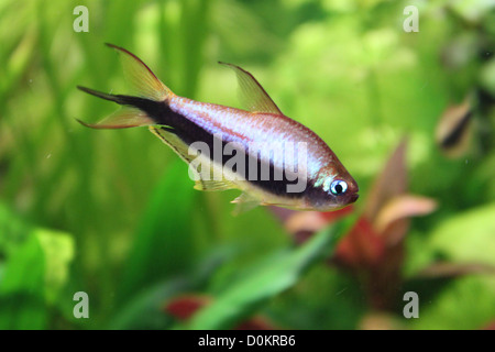 Tetra palmeri aquarium fish Stock Photo