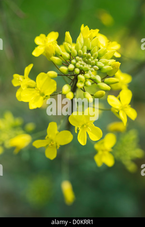 Mustard flowers china Stock Photo