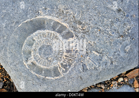 Large ammonite fossil embedded in rock on beach at Pinhay Bay near Lyme Regis along the Jurassic Coast, Dorset, southern England Stock Photo