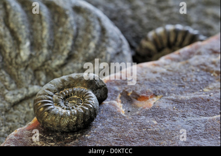 Ammonite fossils (Promicroceras planicosta) on shingle beach near Lyme Regis, Jurassic Coast, Dorset, southern England, UK