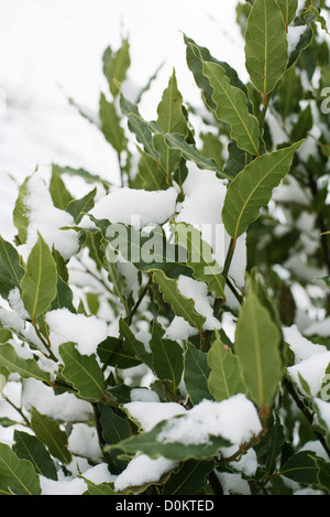 Laurel under snow Stock Photo