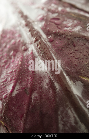 Close-up red cabbage leaf Stock Photo