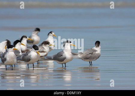 Greater crested terns (Thalasseus bergii) on the beach, Bridgewater Bay, Victoria, Australia Stock Photo