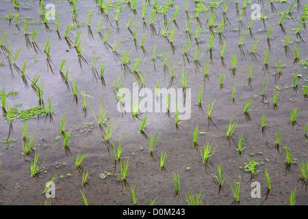 rice seedlings in a water on the paddy field, Bali, Indonesia Stock Photo