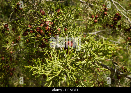 Ventian Juniper with berries, Juniperus Veneciae, Avakas gorge (Avgas gorge) Stock Photo