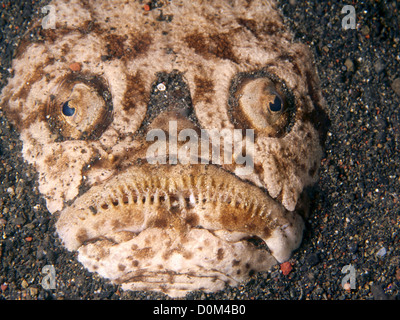 Stargazer fish hidden in sand, Mediterranean, Italy Stock Photo - Alamy