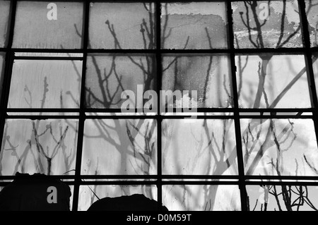 Tree branches shadow on broken stained factory window glass. Black and white. Stock Photo