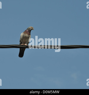Pigeon bird on a wire. Abstract nature background. Stock Photo