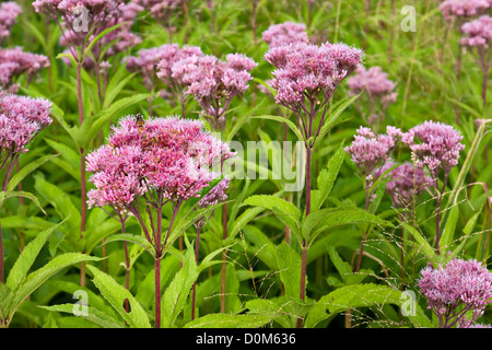 Joe-Pye Weed wild flowers, Eutrochium, growing in a field Stock Photo