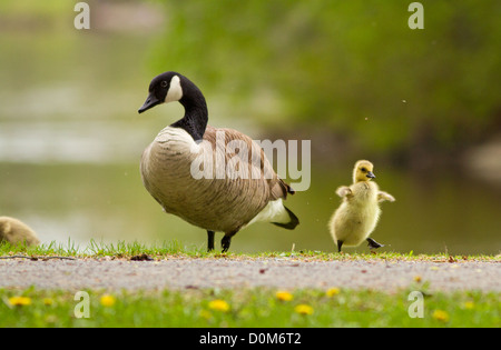 Canada Goose family in spring Stock Photo