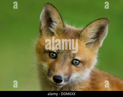 Red fox pup portrait Stock Photo