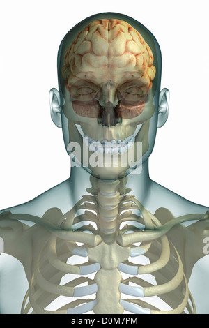 Front View Of Stylized Bones Of The Cervical Spine And Sternoclavicular 