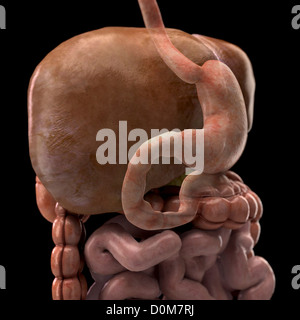 Three-quarter close up liver which is faded show position stomach relative spleen gallbladder intestines. Stock Photo