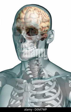 Stylized front view of the head and neck with the bones and major blood ...