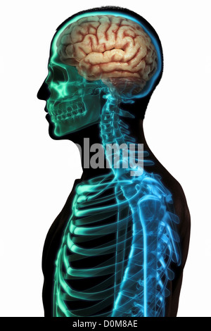 The brain within skeleton hi-res stock photography and images - Alamy